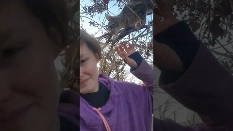 Rescuing kitten from tree😼