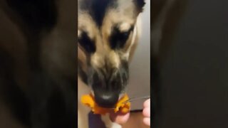 Shepsky Tries Pumpkin #shorts #shepsky #huskyshepherd