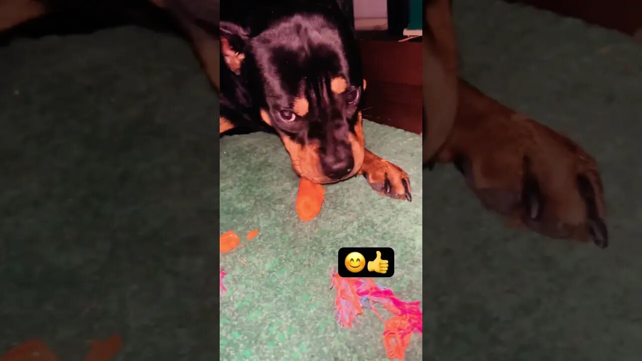 Rottweiler ASMR (Must Watch) #shorts #short #asmr #asmreating #asmrsounds