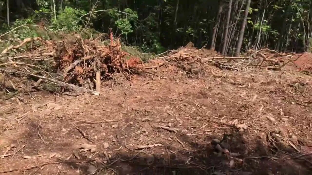 When will the cost to start homesteading go down