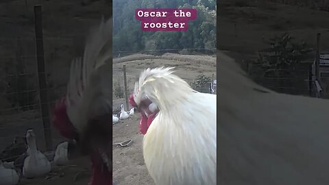 Free range roosters. Oscar the rooster
