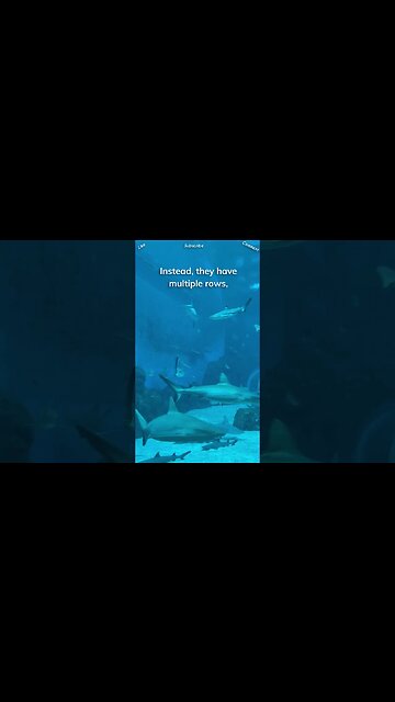 Sharks are renowned for their impressive dental hygiene #sharks #shorts