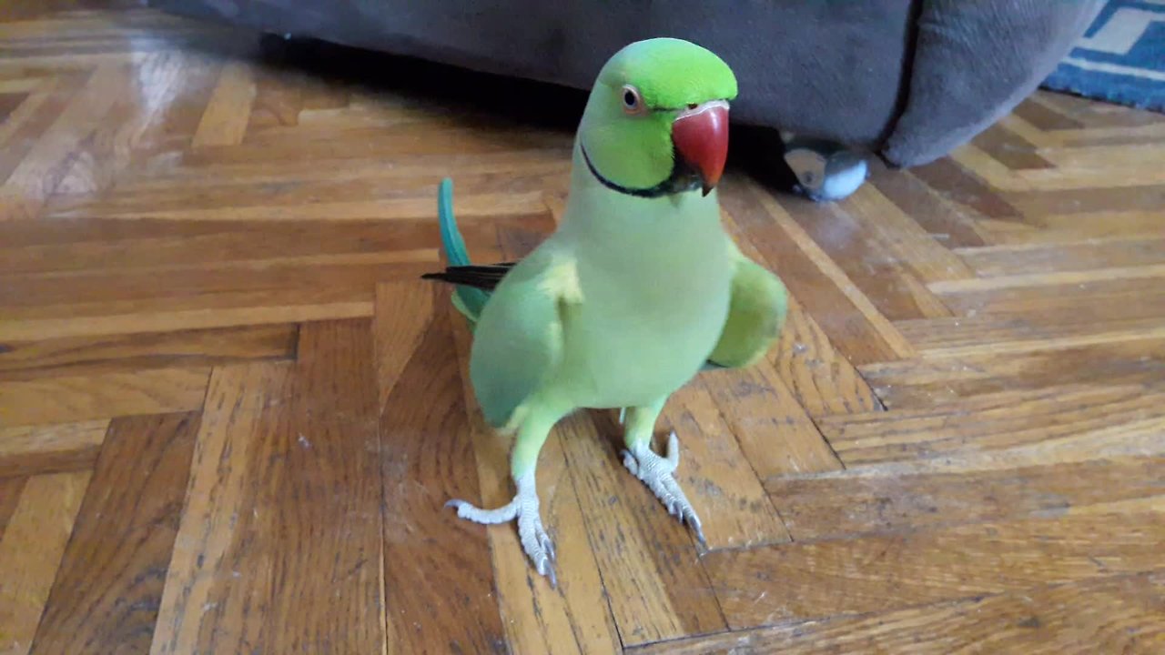 Talking parrot repeatedly asks for kisses