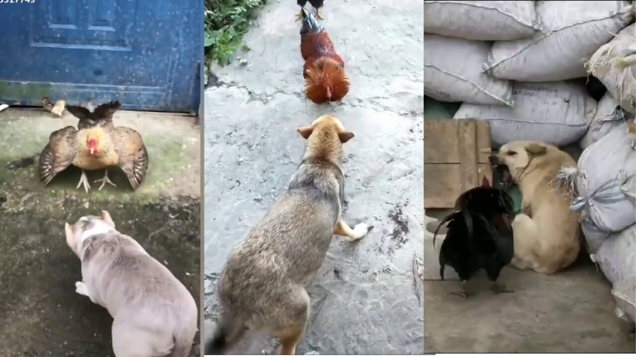 Chicken VS Dog Fight - Funny Dog Fight Videos