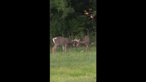 Fighting Bucks!