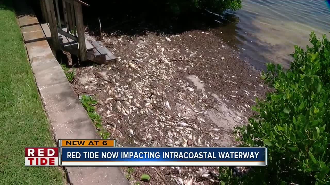Red tide now impacting Pinellas Co. intracoastal waterways, seabirds