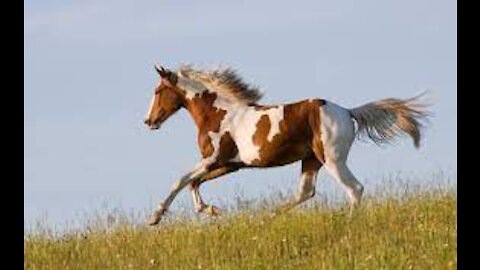 Beautiful horses 2
