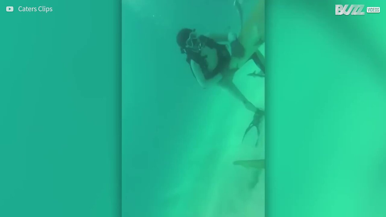 Sub salvano uno squalo incagliato in un amo