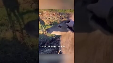 Deer Makes Friend With Hunter