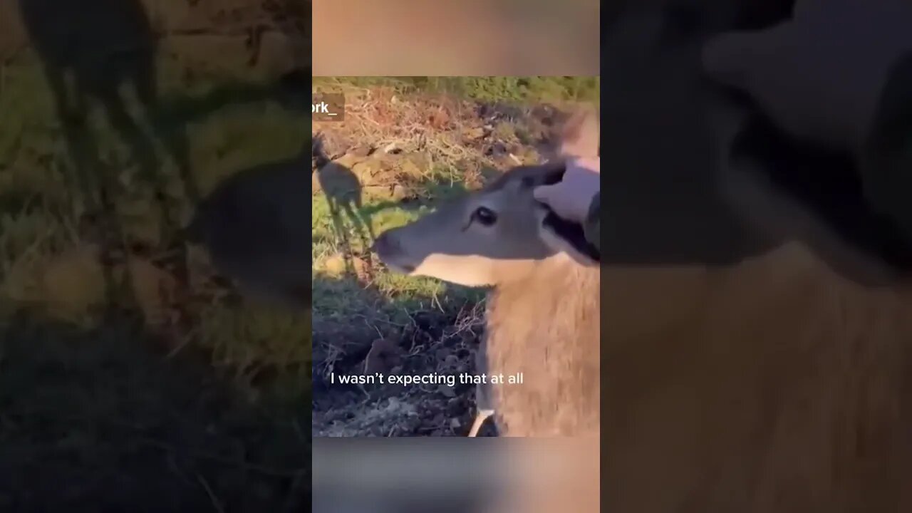 Deer Makes Friend With Hunter
