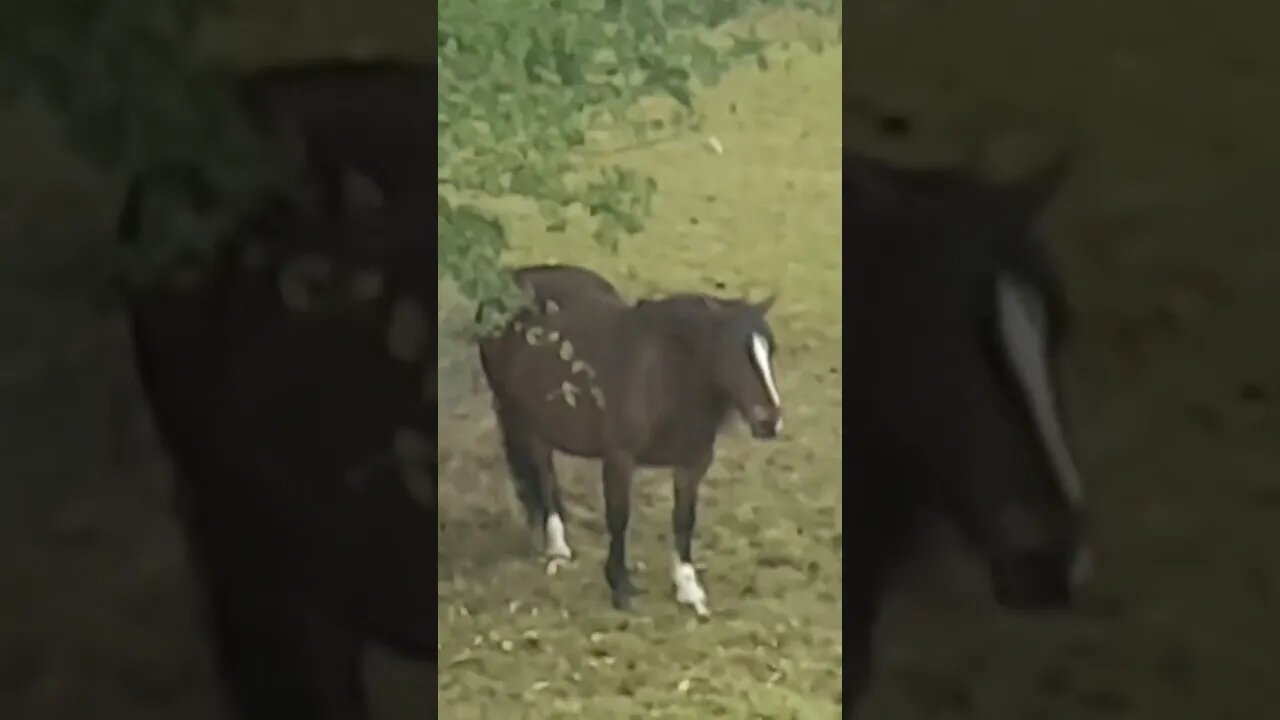 Tree Horses