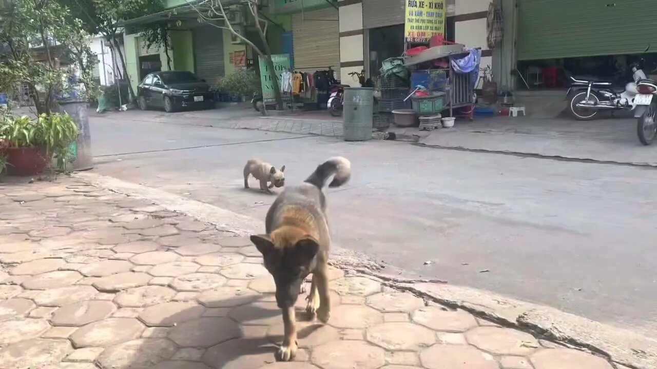 In daily life, the dogs I rescued always play with me