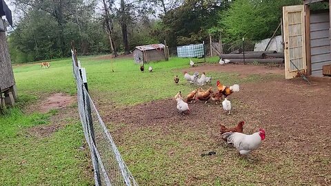 Restocking the Chicken Feed.