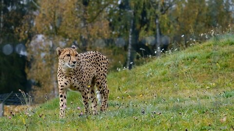 Amazing Nature | Wild Animals | Forest | Wild Life