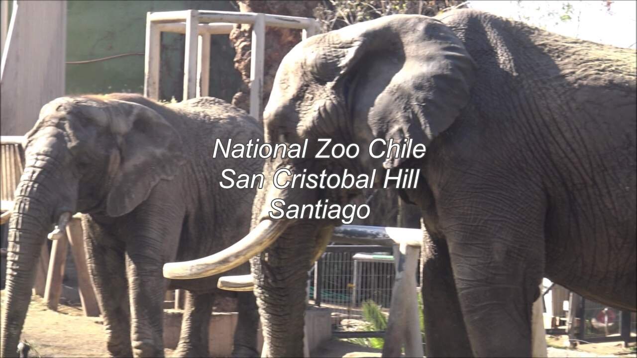 National Zoo of Chile at San Cristobal hill