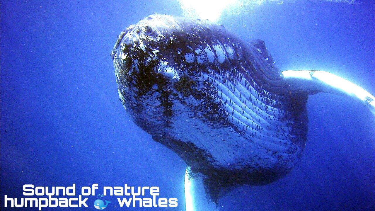 Sound of nature humpback 🐳 whales