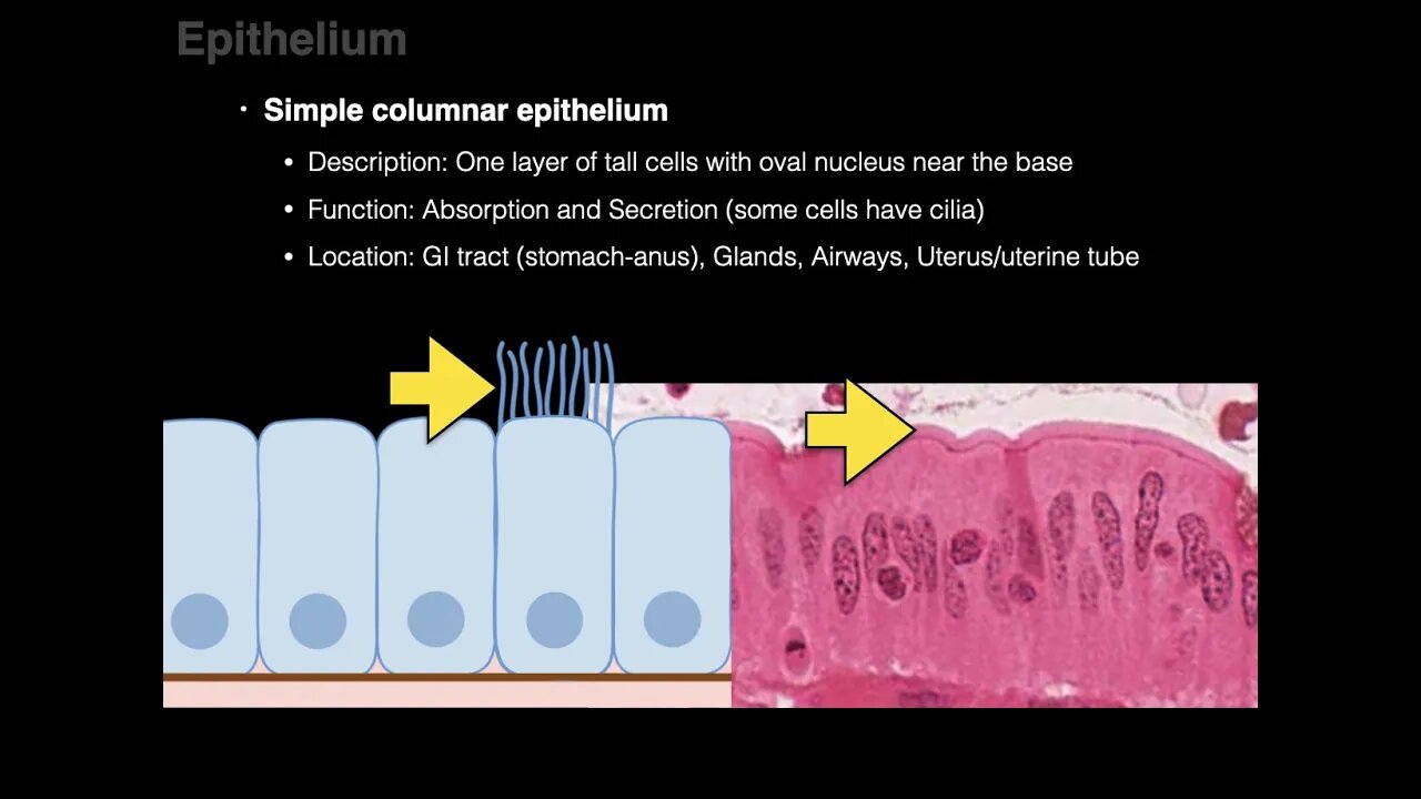 Epithelium