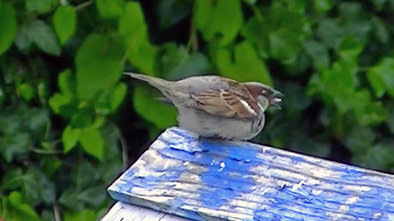 IECV NV #588 - 👀 Male House Sparrow At The Bird Bath 5-18-2018