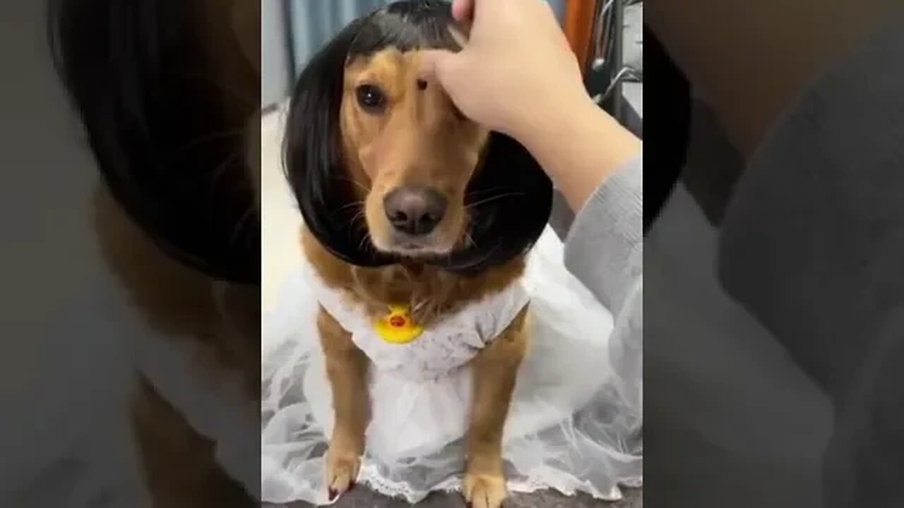 😱 Cute dog get's hair cut! #Shorts