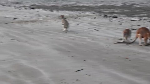 Wallaby Fight on the beach of Cape Hillsborough