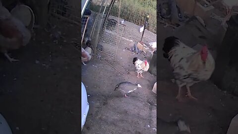 Roger the rooster waking up with his girls for the day