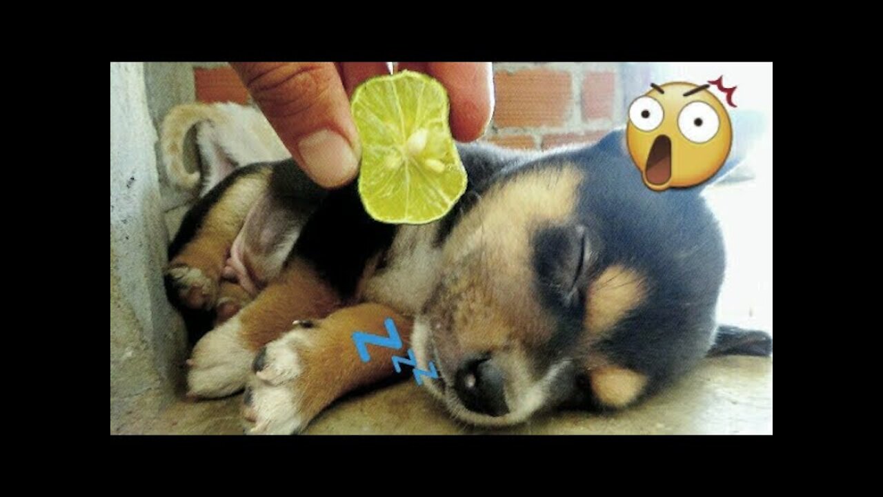 Prank 🐸😜Dog cute lemons sour see reaction. Troll chó cute bằng quả chanh.