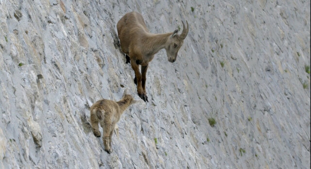 The incredible ibex defies gravity and climbs a dam _ Forces of Nature with Brian Cox - mp4