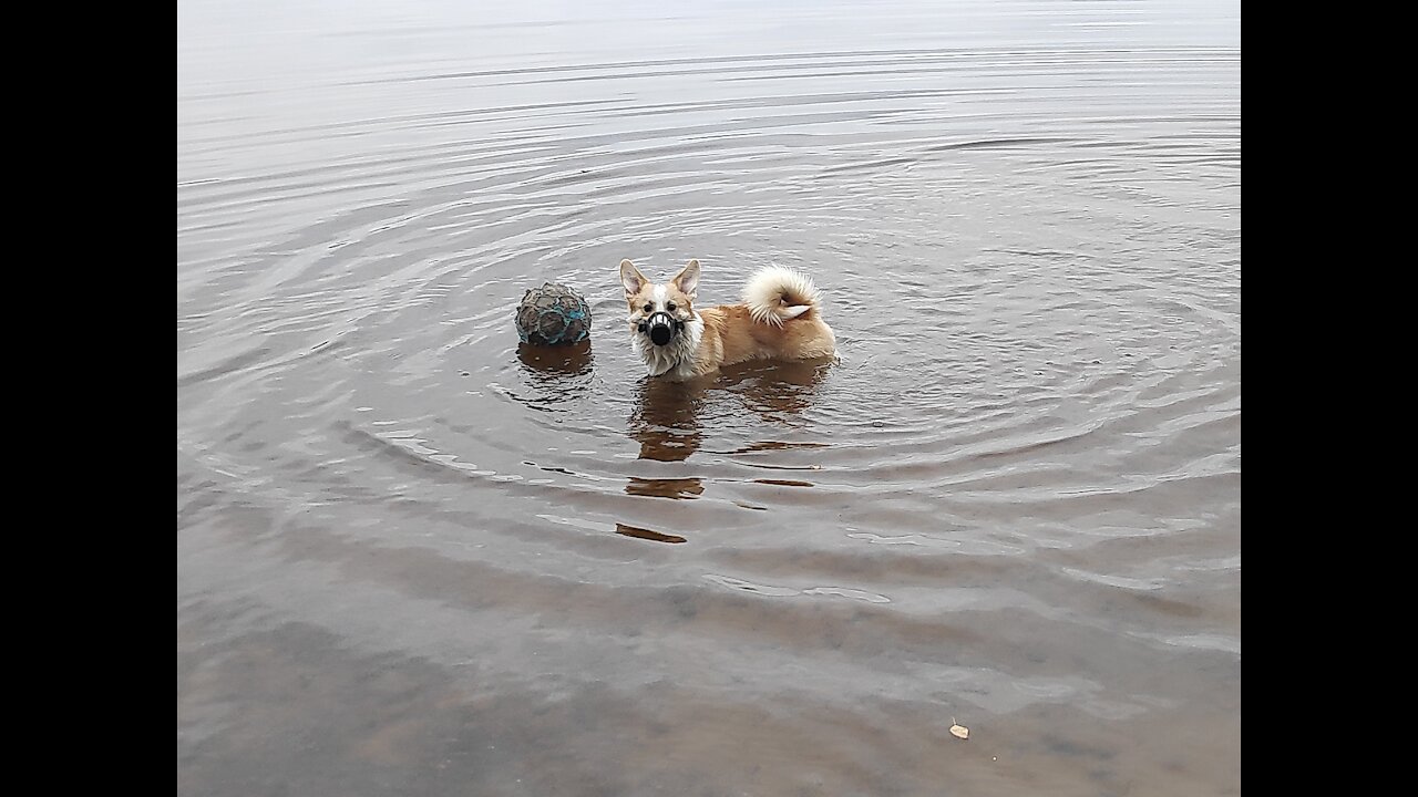 dog playing ball - Lake