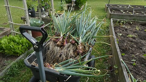 RED ONION HARVEST 2024