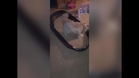 This Dog doesn't Know how to React to New Racecar Toy