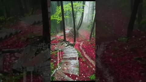#90's Weird Gamer #travel🍂#trending #nature #forest #forestrain #forest #forestlife #today #shorts