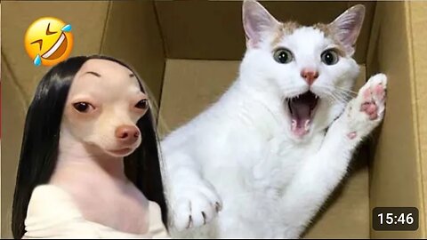 Funny cat and dog videos😂