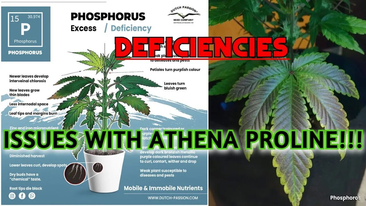 Phosphorous Deficiency - Issues With Athena ProLine - Flower Day 24 - Cheap LED VS Expensive