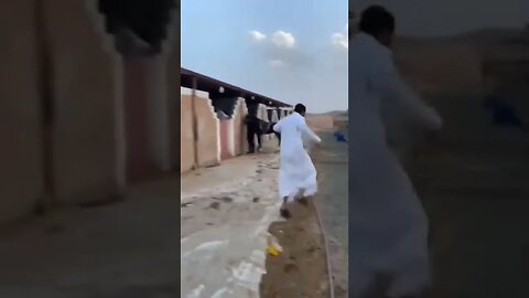 Dont mess with a horse.