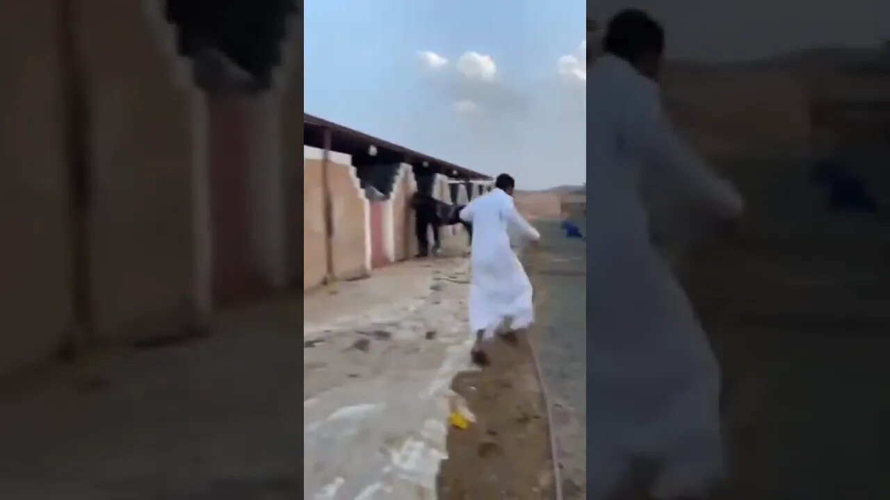 Dont mess with a horse.