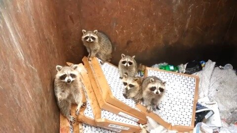 Spring is baby season, here's how to animal proof your property