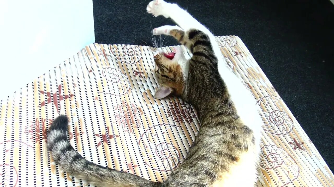 Kitty Look at Us