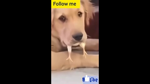 dog and chicken video funny