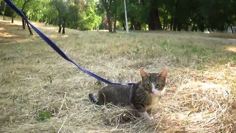 Little Cat Walks through the Hay