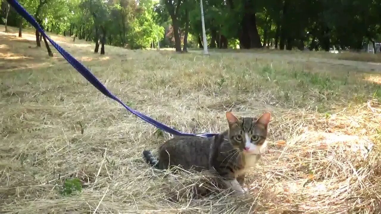 Little Cat Walks through the Hay