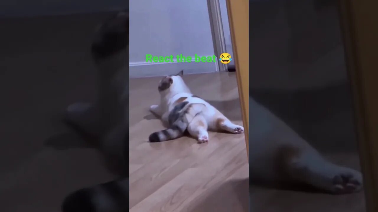 #shorts Cat knows the beat #cat