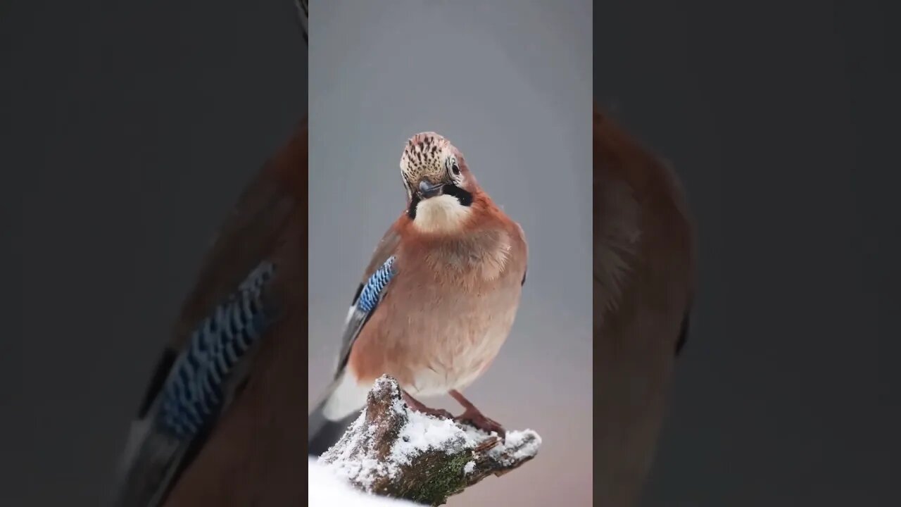 Photography #viral #shorts #youtubeshort