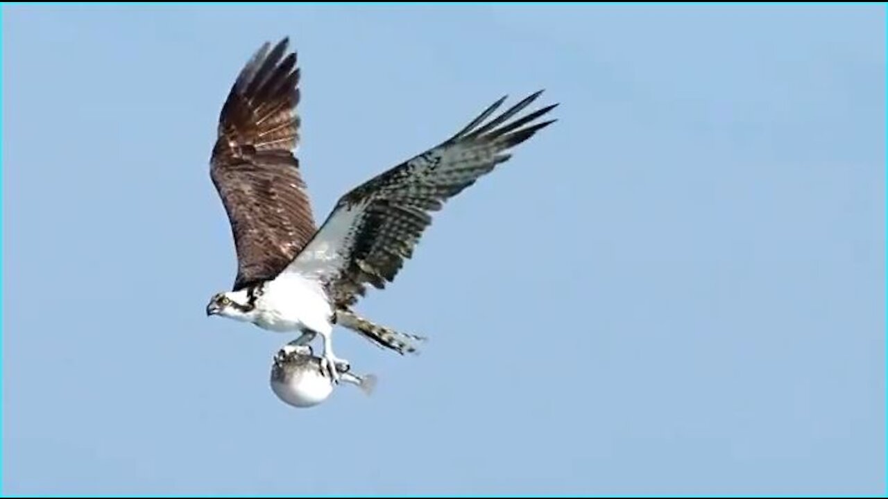 osprey with a puffer fish birds fishing