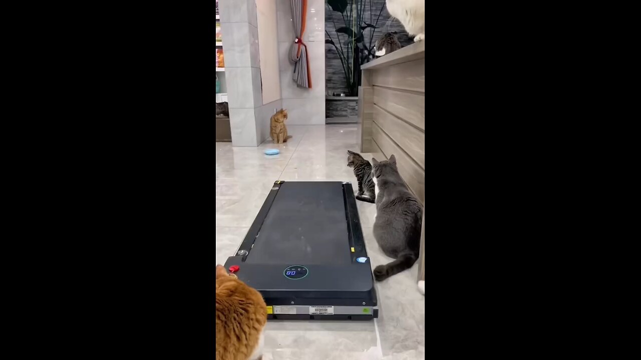 Funny workout cats