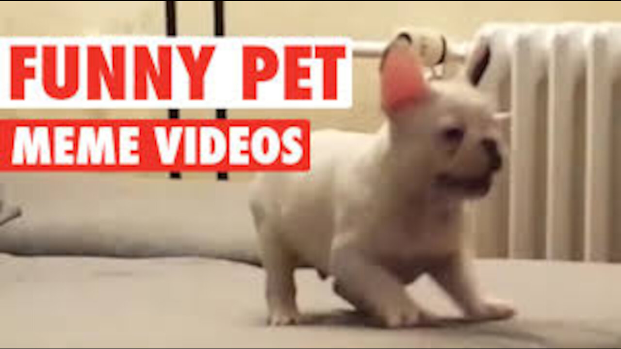 💗Cute And Funny Pets | Try Not To Laugh To These Pets Compilation #7💗 Cutest Lands