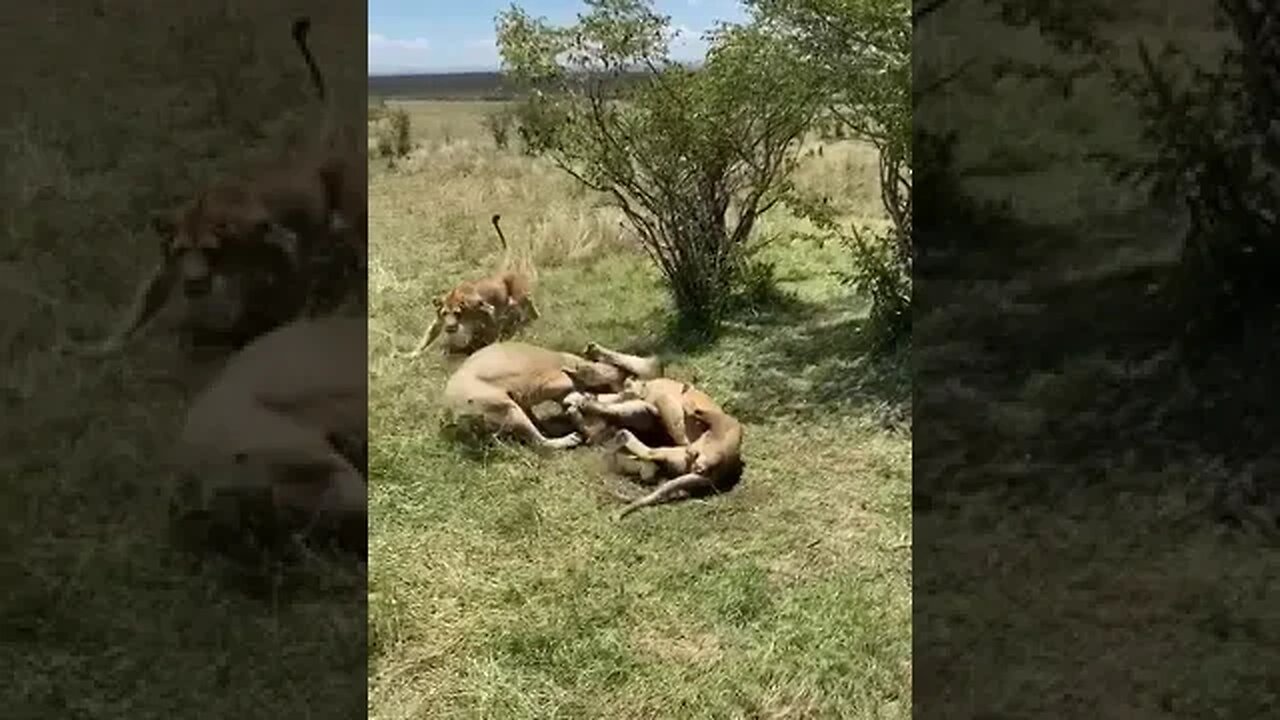 Big cats fighting #relaxing #lions #nature #travel #wildlife #viral #animals #love #cat#shorts