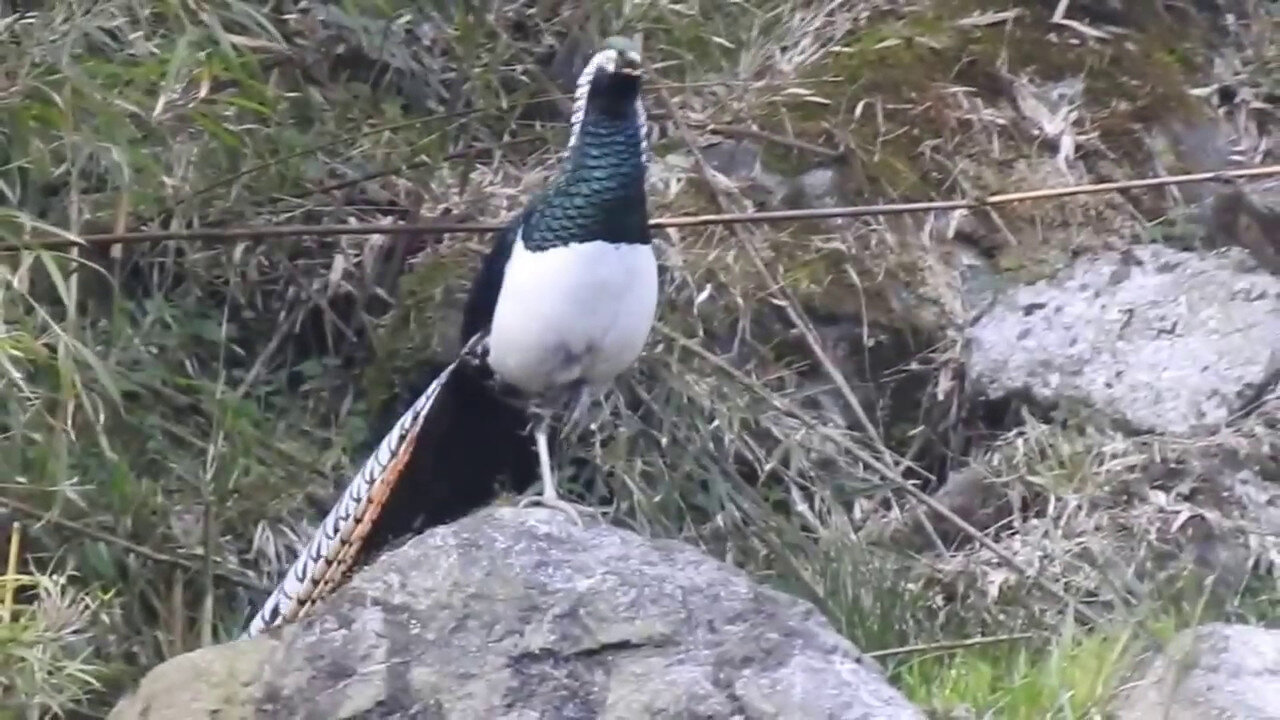 Lady Amherst's Pheasant