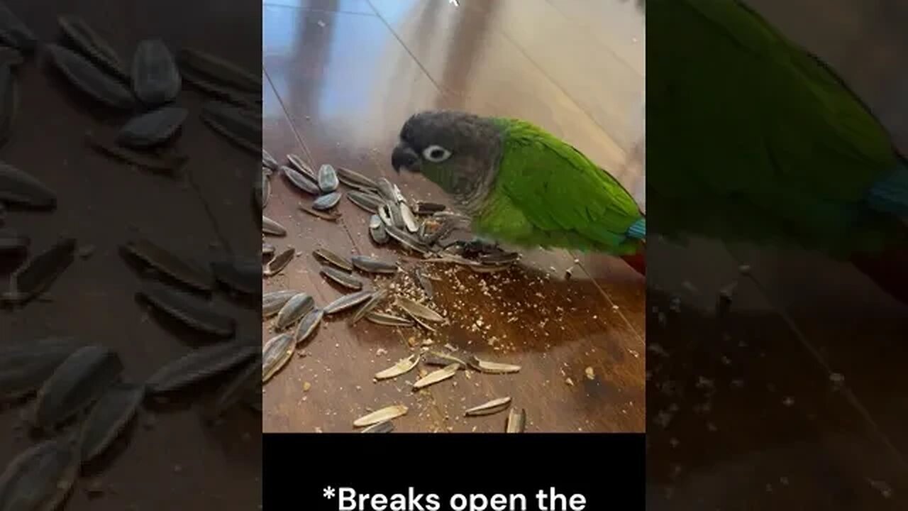 Birdie eating a seed! 🌱