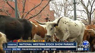 National Western Stock Show parade