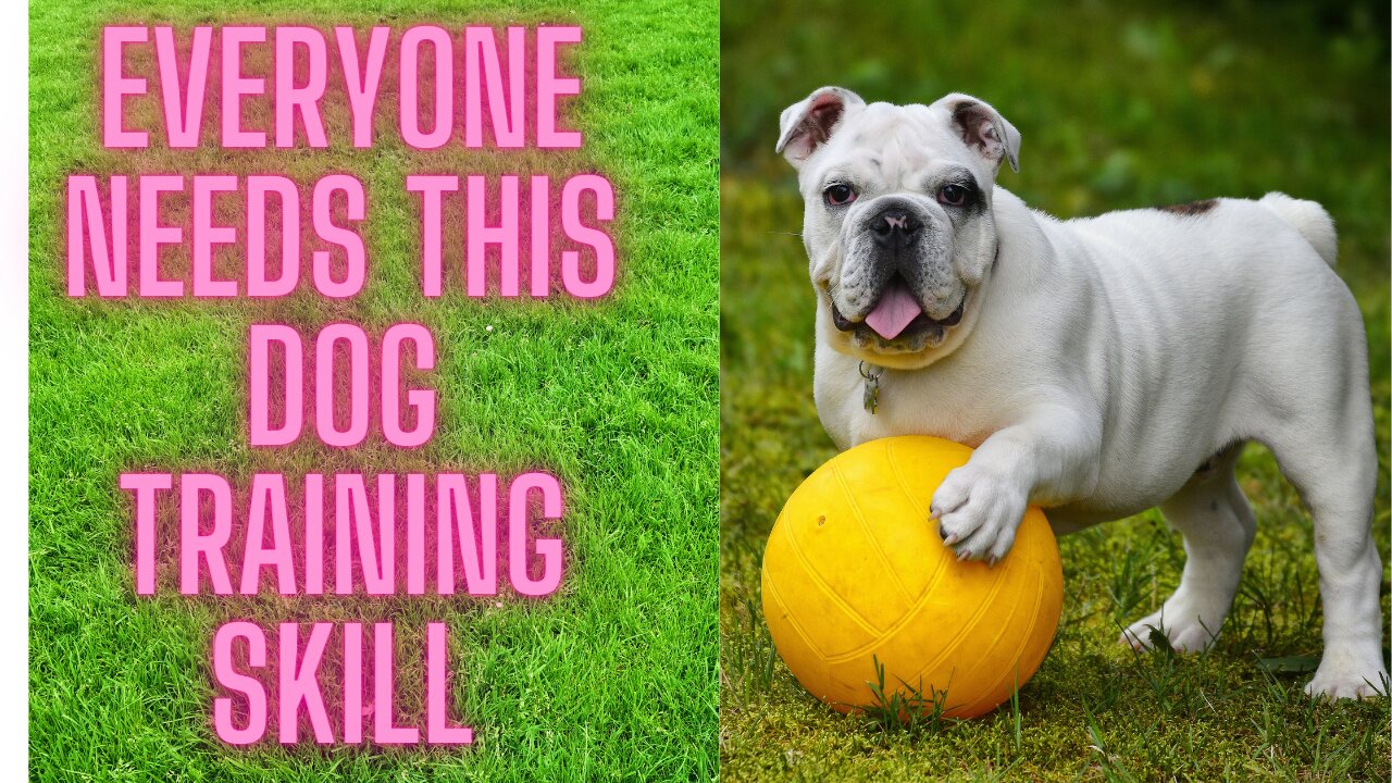 Everyone needs this Dog training skill